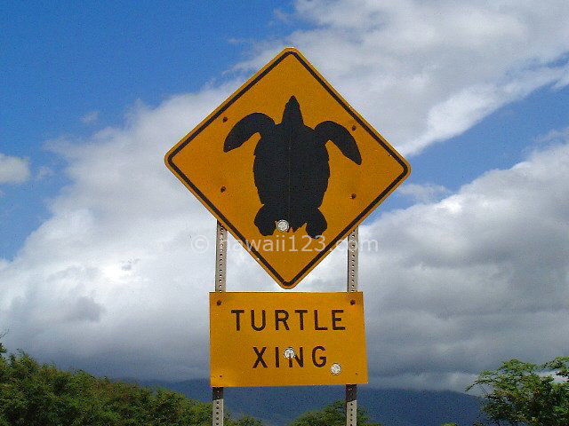 ウミガメに注意！の道路標識