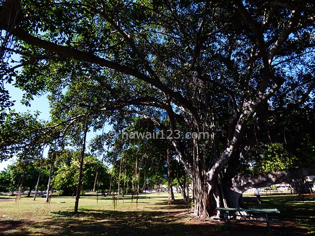 アラモアナビーチパークのバニヤンツリー