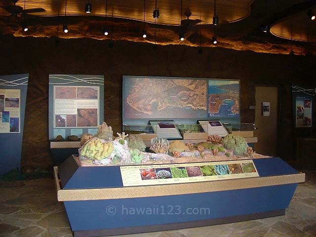 ハナウマベイの生物や生態系に関する展示