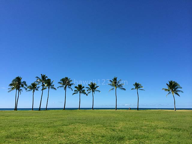 マイリビーチパークの椰子の木