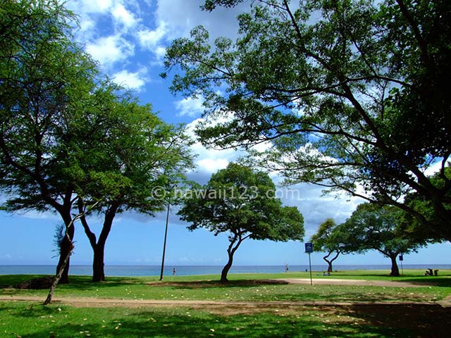 ナナクリビーチパークの木々