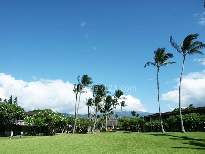 マウイ島のコンドミニアムの広い庭