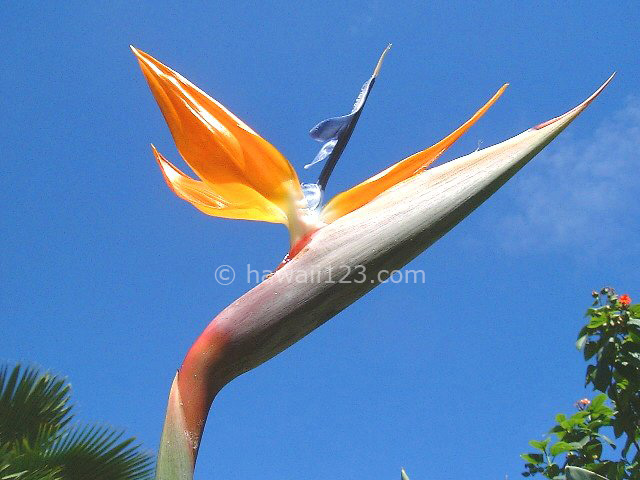 極楽鳥花 写真で知るハワイ