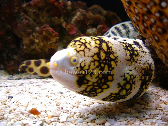 ワイキキ水族館