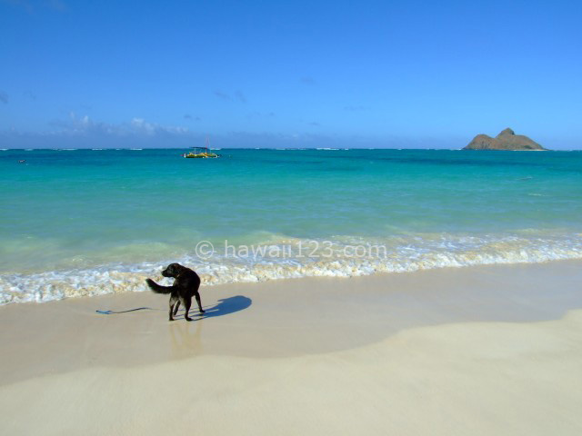 犬とビーチ