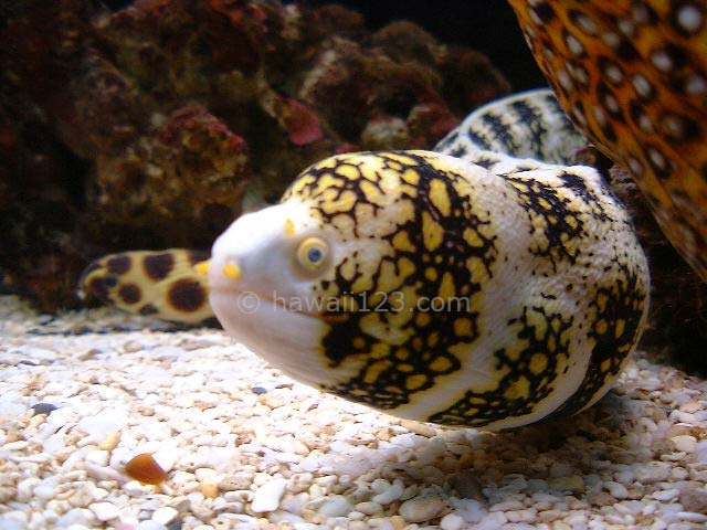 ワイキキ水族館のクモウツボ