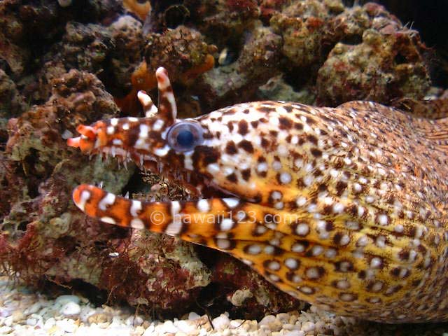 ワイキキ水族館のトラウツボ