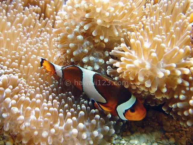 ワイキキ水族館のカクレクマノミ