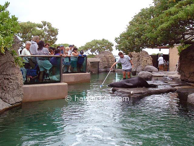 ワイキキ水族館のハワイアンモンクシール