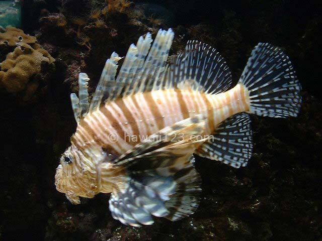 ワイキキ水族館のハナミノカサゴ