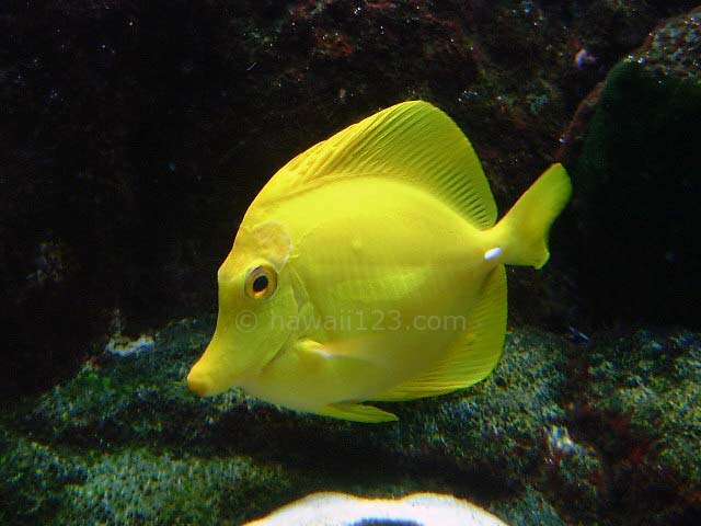 ワイキキ水族館のキイロハギ