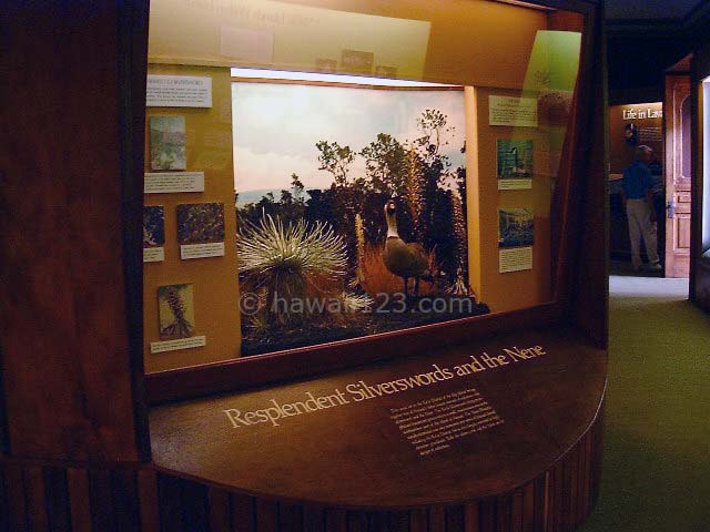 ビショップ博物館のハワイの自然に関する展示