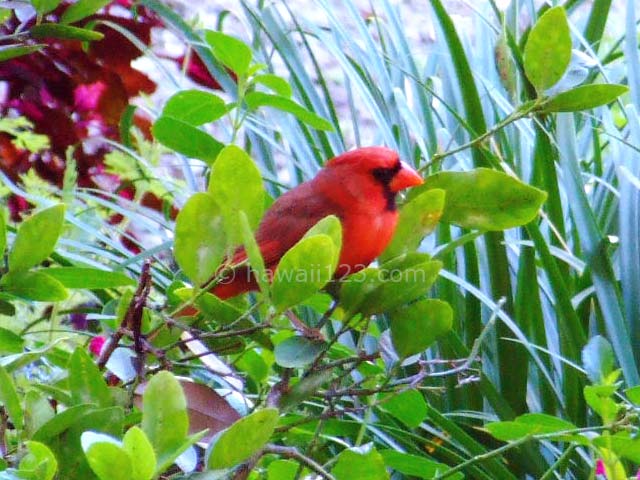 フォスター植物園に飛来したショウジョウコウカンチョウ