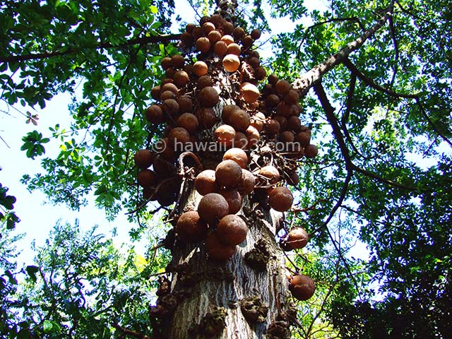 フォスター植物園でぶら下がるように実を付けているキャノンボールツリー