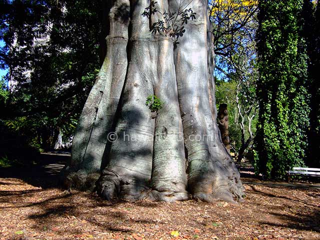 フォスター植物園の珍しいバオバブ