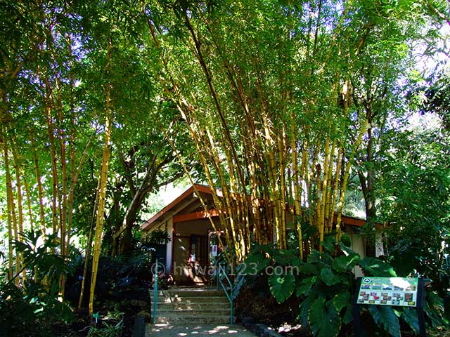竹に囲まれたフォスター植物園入口