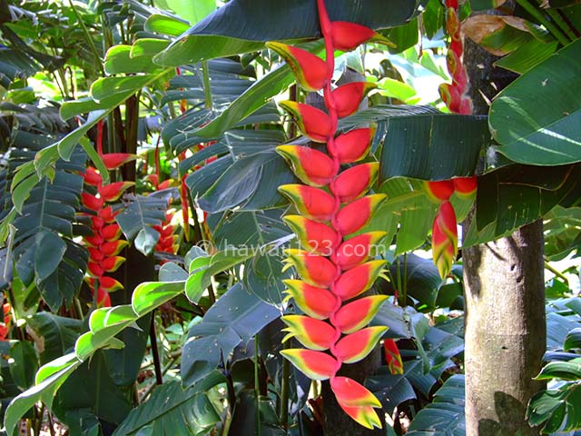 フォスター植物園のヘリコニア・ロストラータ