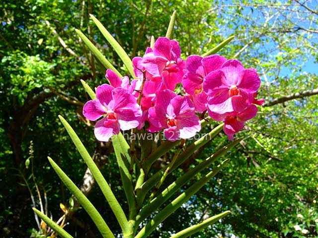 フォスター植物園の鮮やかなピンクの花