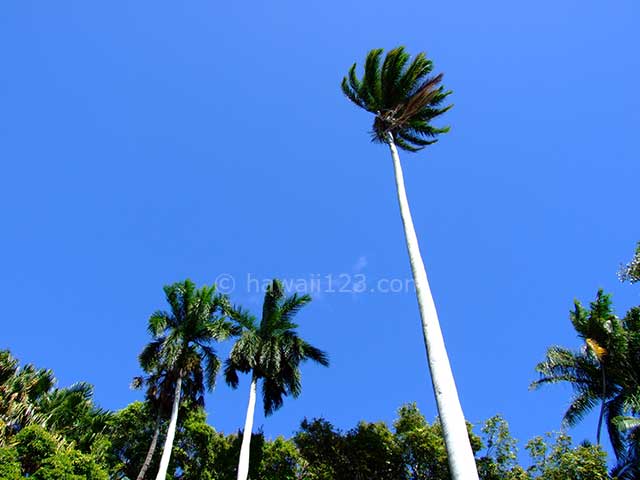フォスター植物園の椰子の木の一種