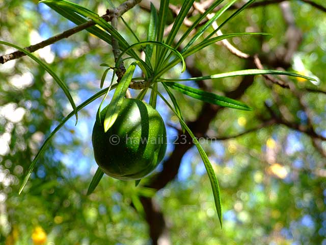 フォスター植物園で見かけた何かの果実