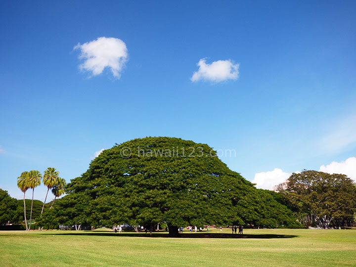 モアナルアガーデン（日立の樹／この木なんの木） | ハワイ123ドットコム