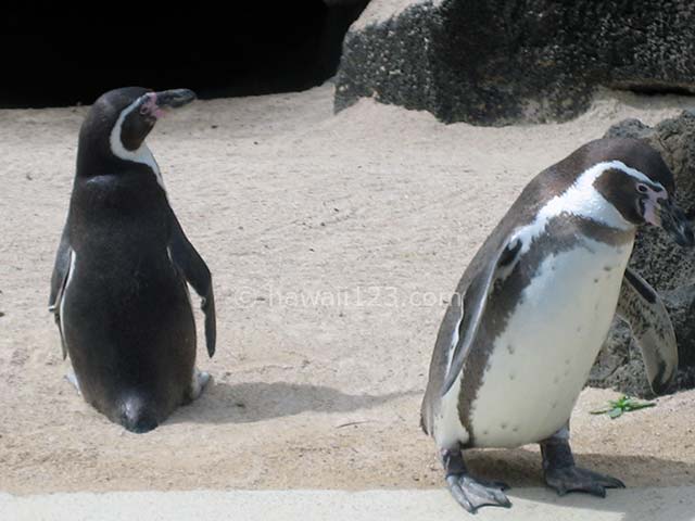 シーライフパークのショーに登場するペンギン