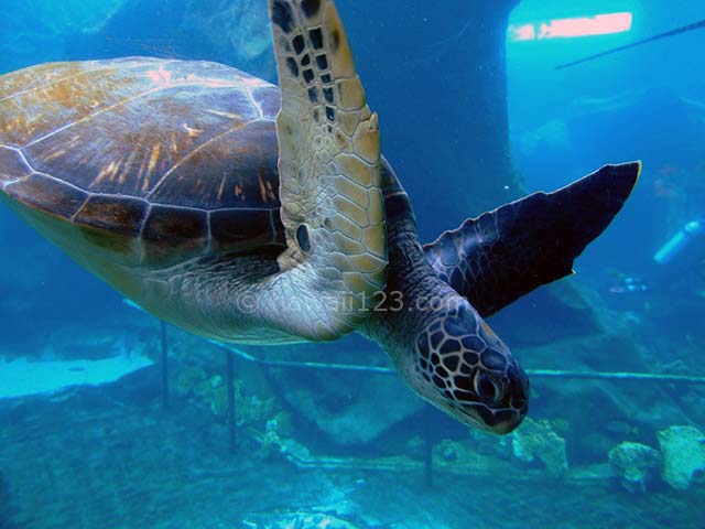 シーライフパークの水槽を泳ぐウミガメ