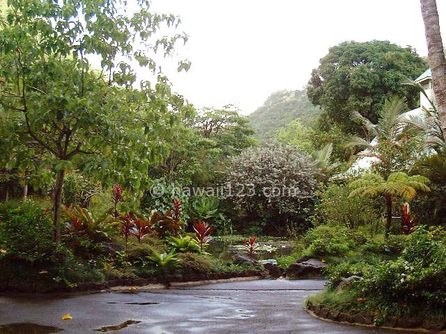 両側にハワイの植物が並ぶワイメアバレーの遊歩道