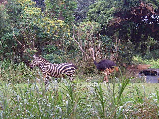 ホノルル動物園のシマウマとダチョウ