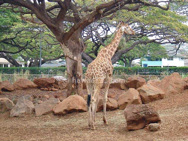 ホノルル動物園のアミメキリン