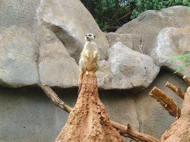 ホノルル動物園のミーアキャット