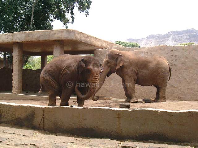ホノルル動物園の象