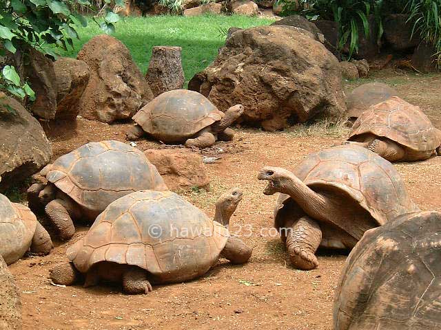 ホノルル動物園のリクガメ