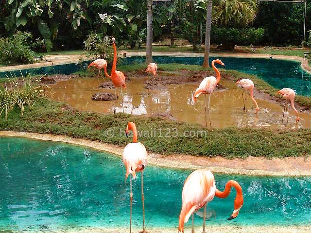 ホノルル動物園のフラミンゴ