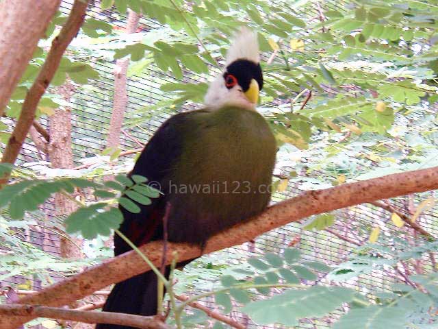 ホノルル動物園の熱帯の鳥