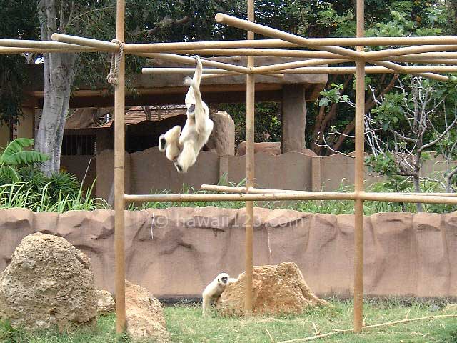 ホノルル動物園の猿