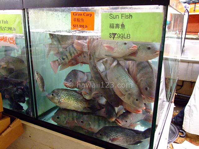 ケカウリケマーケットの魚屋の生け簀