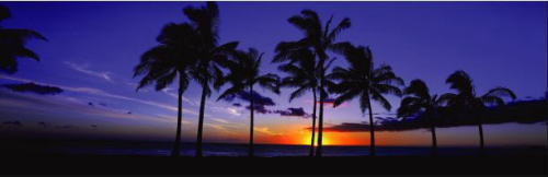 ピーター・リックのギャラリーがワイキキ・ビーチ・ウォークにオープン