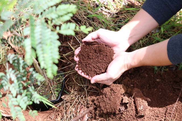 ロミノハワイ、ハワイ島に100本のコアの木を植樹