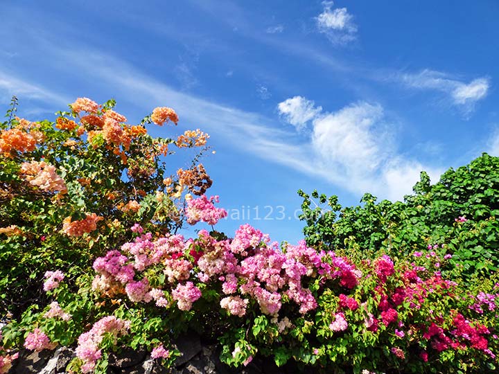 ハワイの色とりどりの花