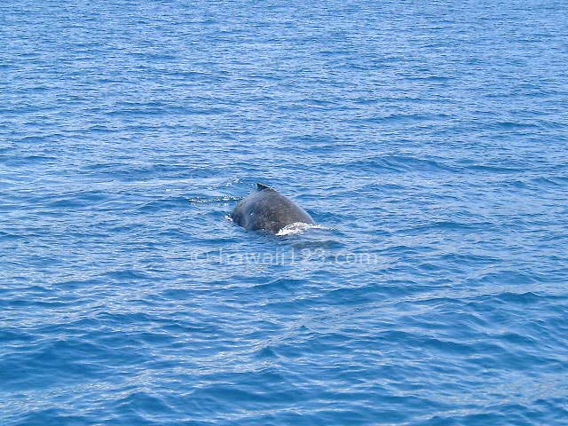 クルーズ船の近くに現れたザトウクジラ