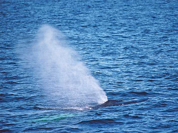 ザトウクジラのブロー