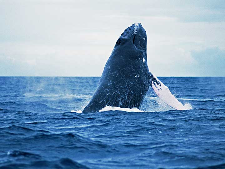 ザトウクジラのヘッドスラップ