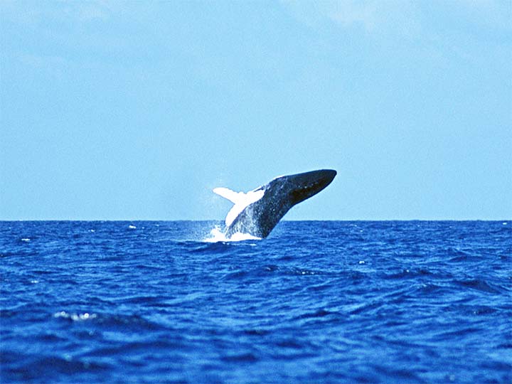 ザトウクジラのブリーチ