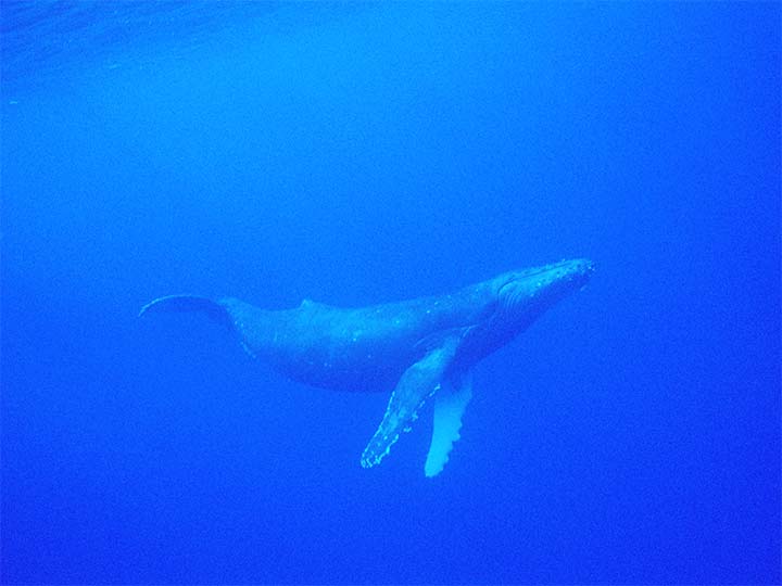 海中のザトウクジラ