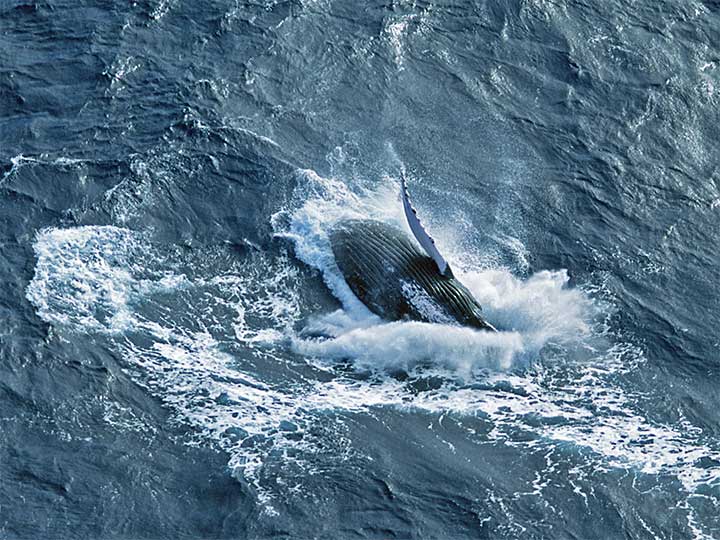 上空から見たザトウクジラ