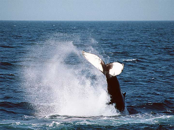 ザトウクジラの尾びれ